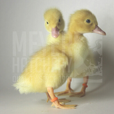 White Layer Day Old Ducklings