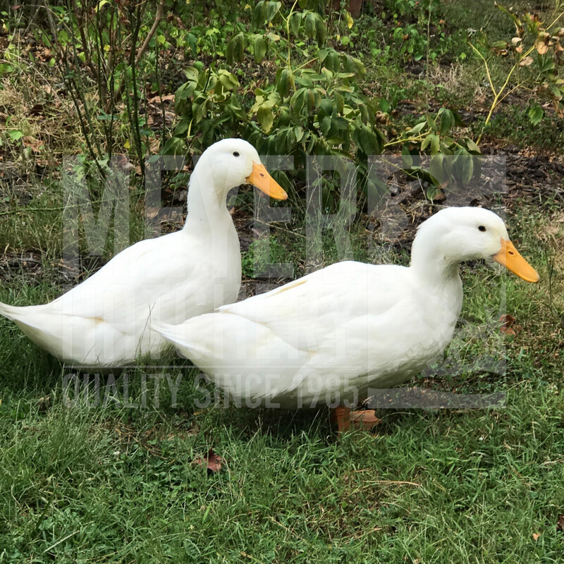 Grimaud Hybrid Pekin Duck Hatching Eggs