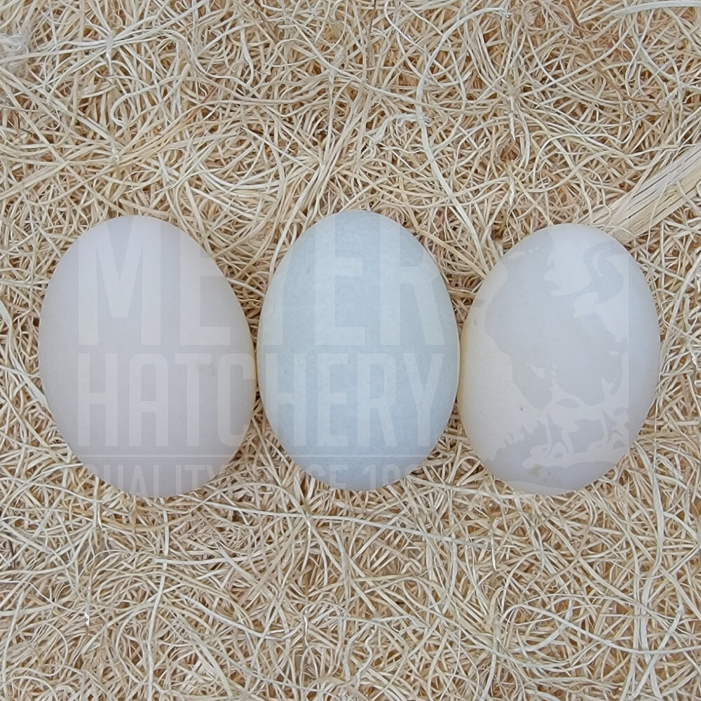 White Layer Duck Hatching Eggs