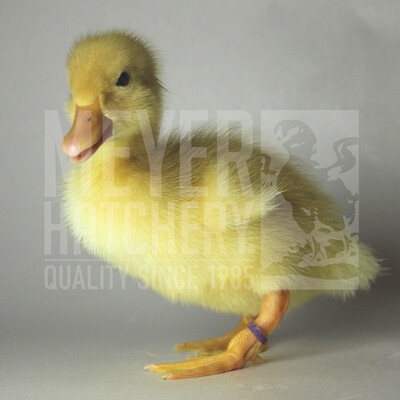 Grimaud Hybrid Pekin Day Old Ducklings