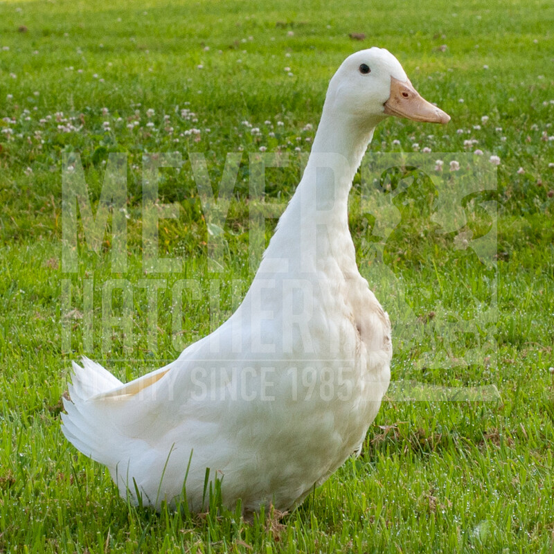 White Layer Duck Hatching Eggs