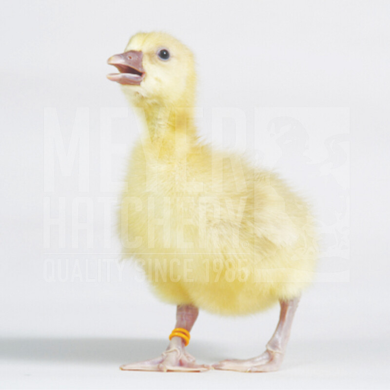 Buff Day Old Goslings