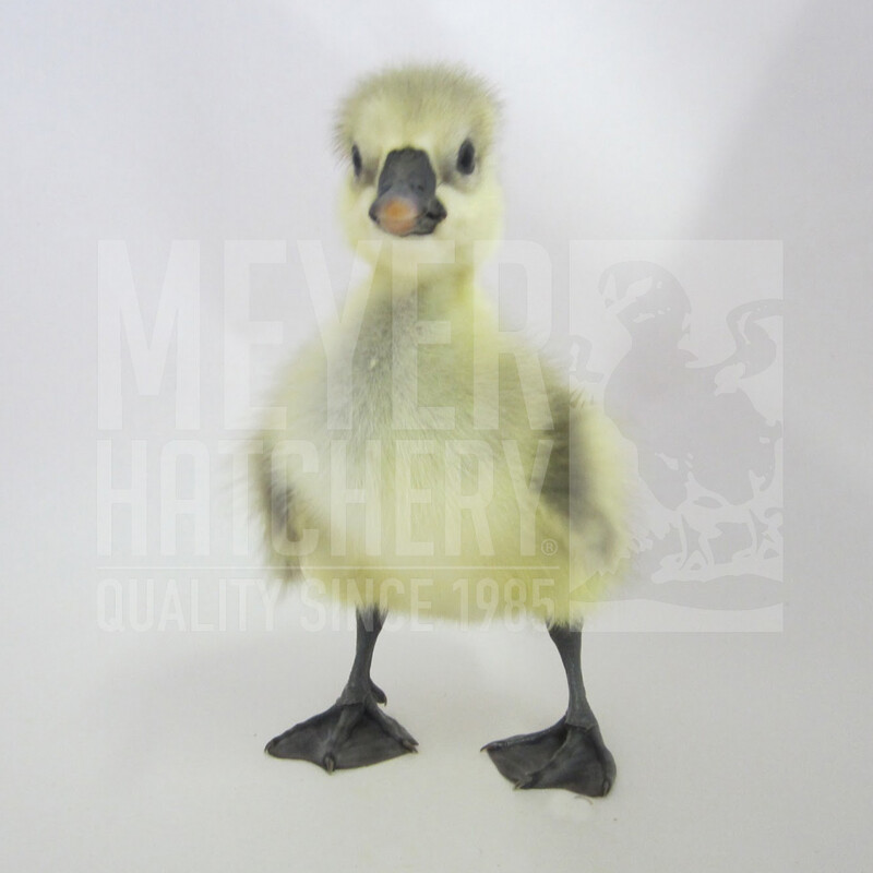 African Day Old Goslings