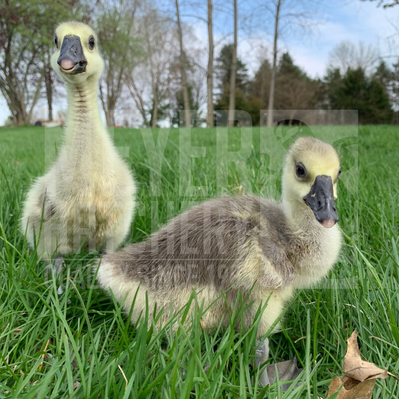 Brown Chinese Day Old Goslings