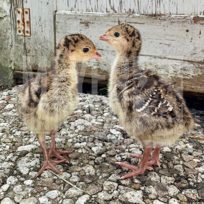 Surplus Broad Breasted Day Old Turkey Poults