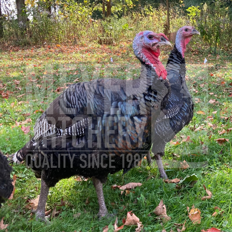 Broad Breasted Bronze Day Old Turkey Poults