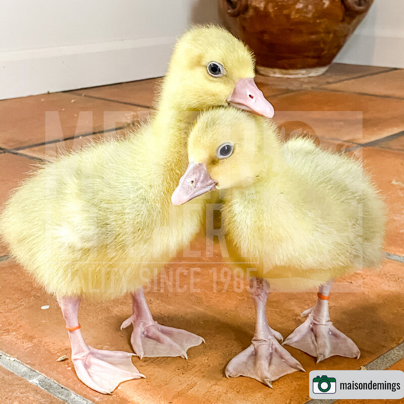 Sebastopol Day Old Goslings