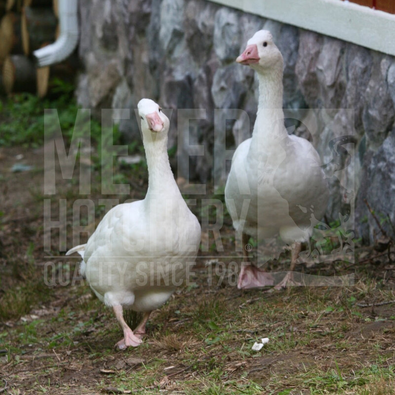 Tufted Roman Day Old Goslings