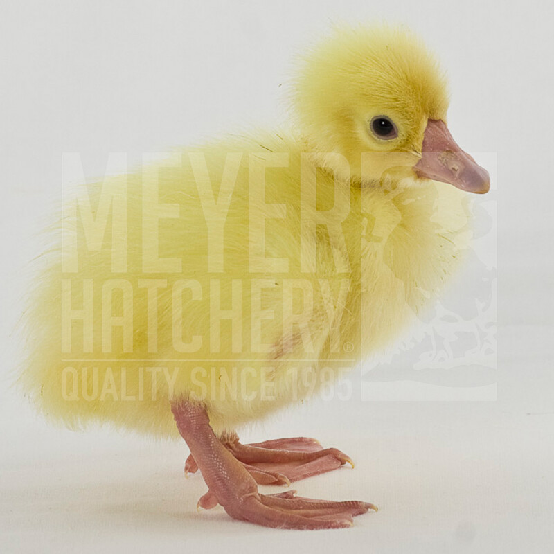 White Chinese Day Old Goslings