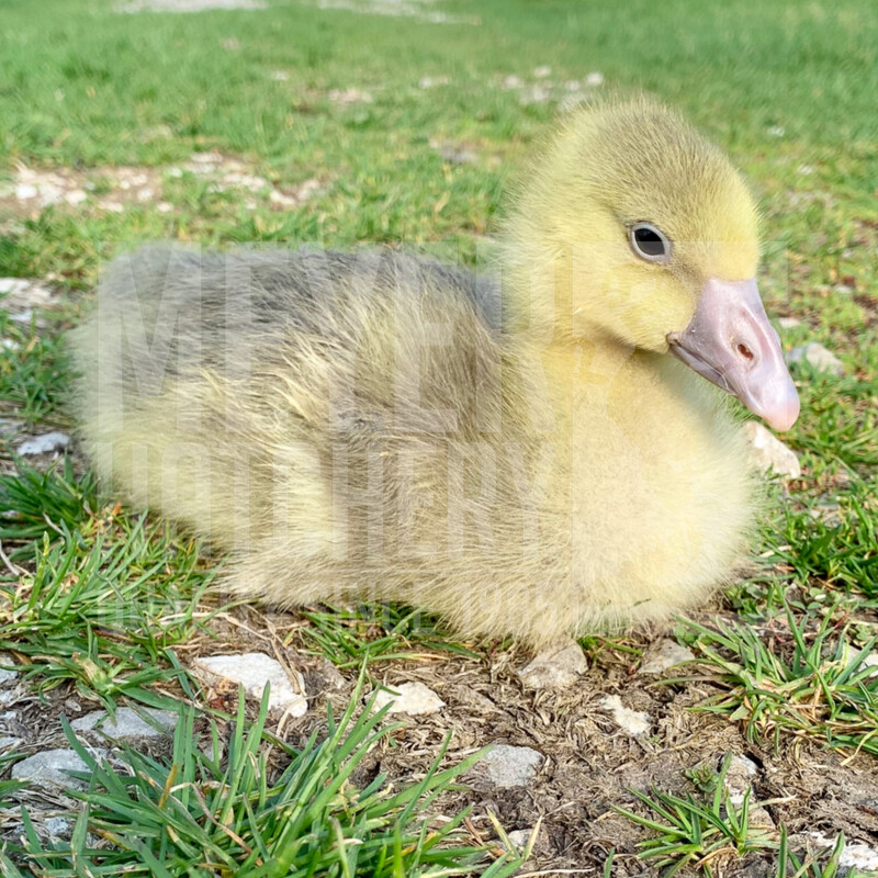 Toulouse Day Old Goslings