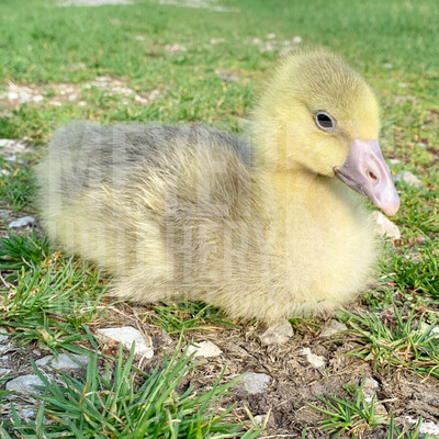 Toulouse Day Old Goslings