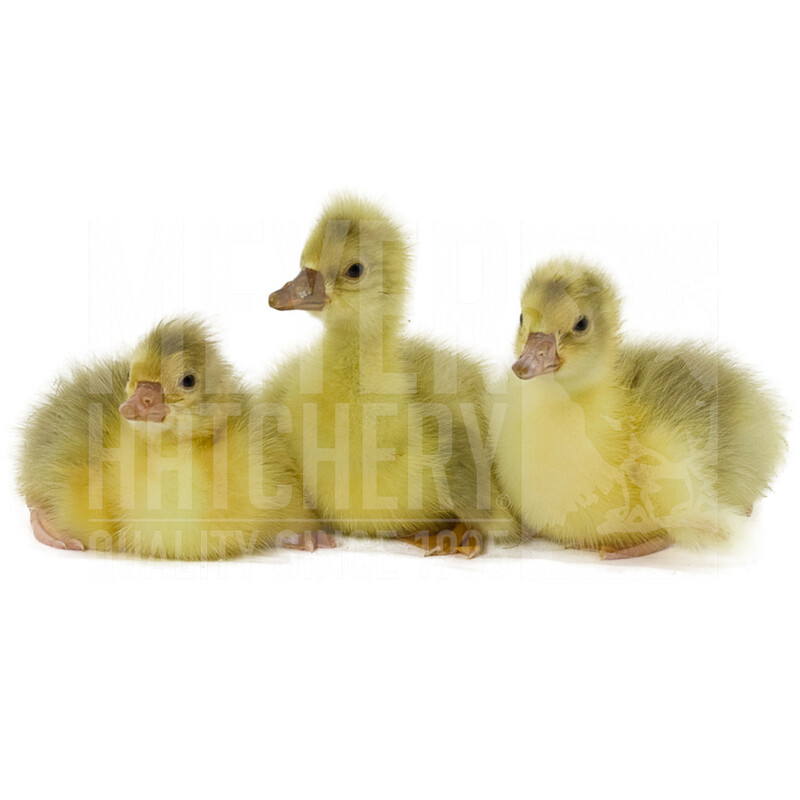 Tufted Roman Day Old Goslings