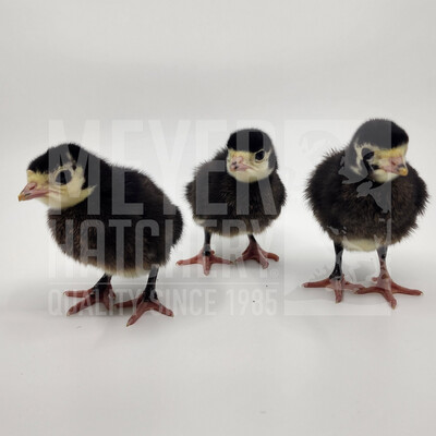 Meyer Hatchery's Signature Broad Breasted Black Turkeys