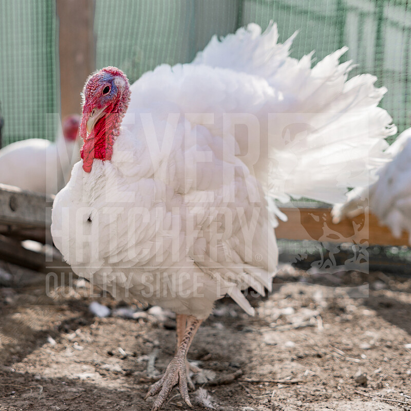 Meyer Hatchery's Signature Broad-Breasted White Turkey Hatching Eggs