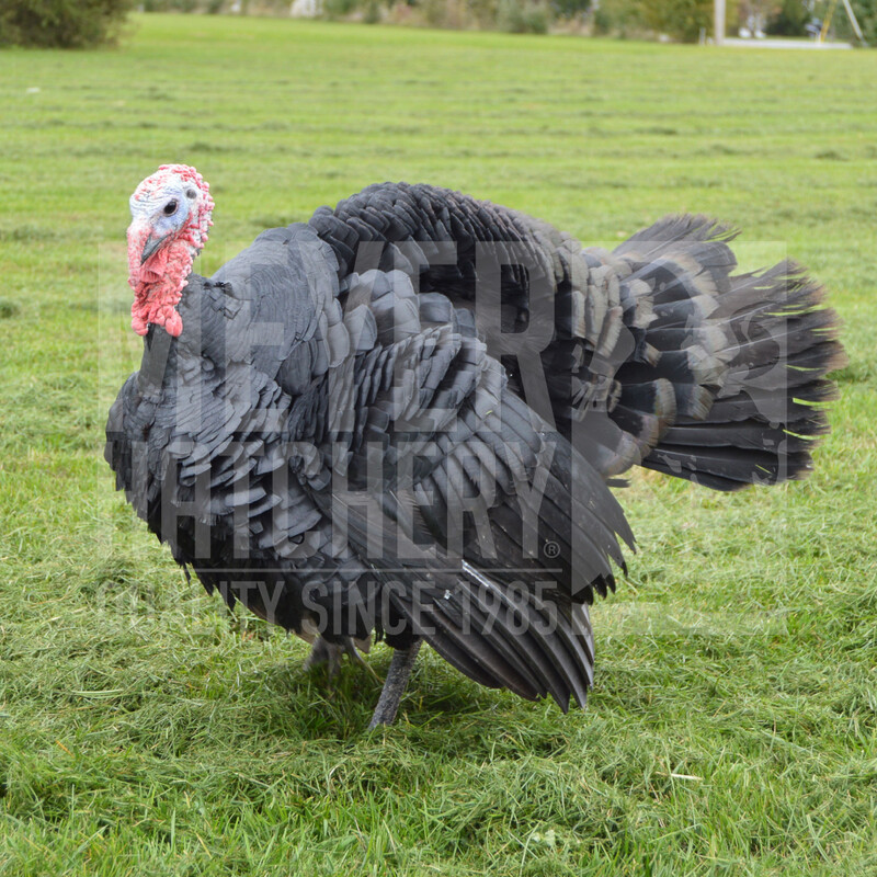 Meyer Hatchery's Signature Broad Breasted Black Turkey Hatching Eggs