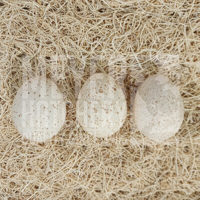 Meyer Hatchery's Signature Broad Breasted Black Turkey Hatching Eggs