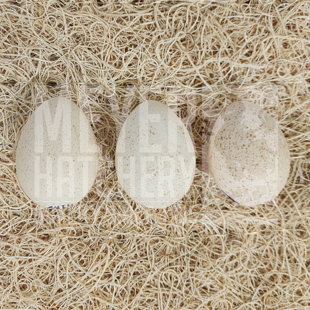 Meyer Hatchery&#39;s Signature Broad-Breasted White Turkey Hatching Eggs