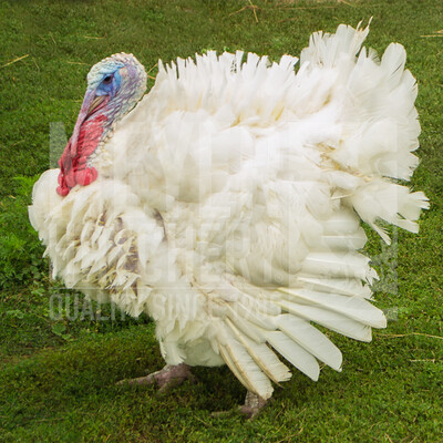 Broad Breasted White Day Old Turkey Poults - Ship w/Heritage