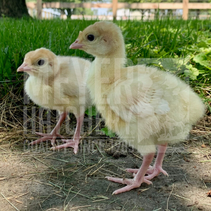 Broad Breasted White Day Old Turkey Poults - Ship w/Heritage