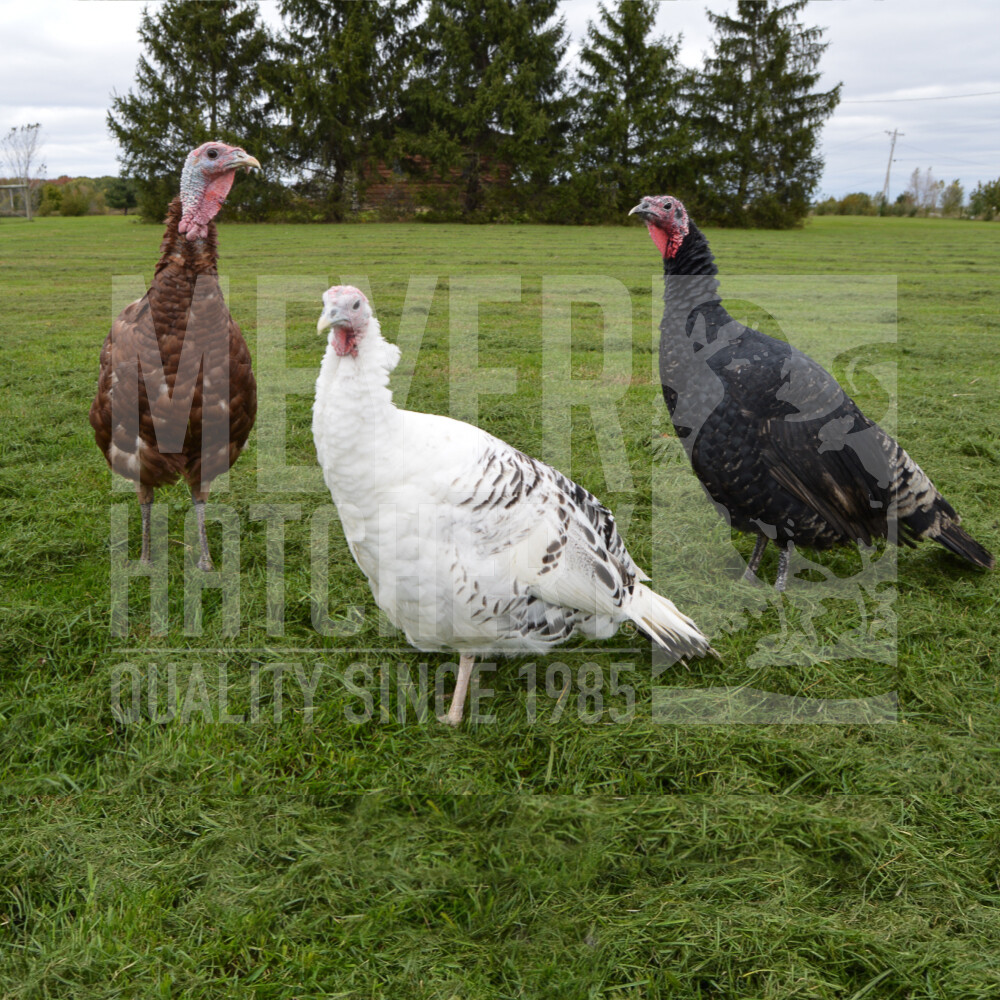 Hatchery Choice Heritage Day Old Turkey Poults