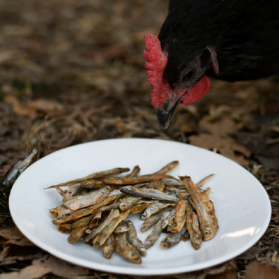 Happy Hen Fish Fest