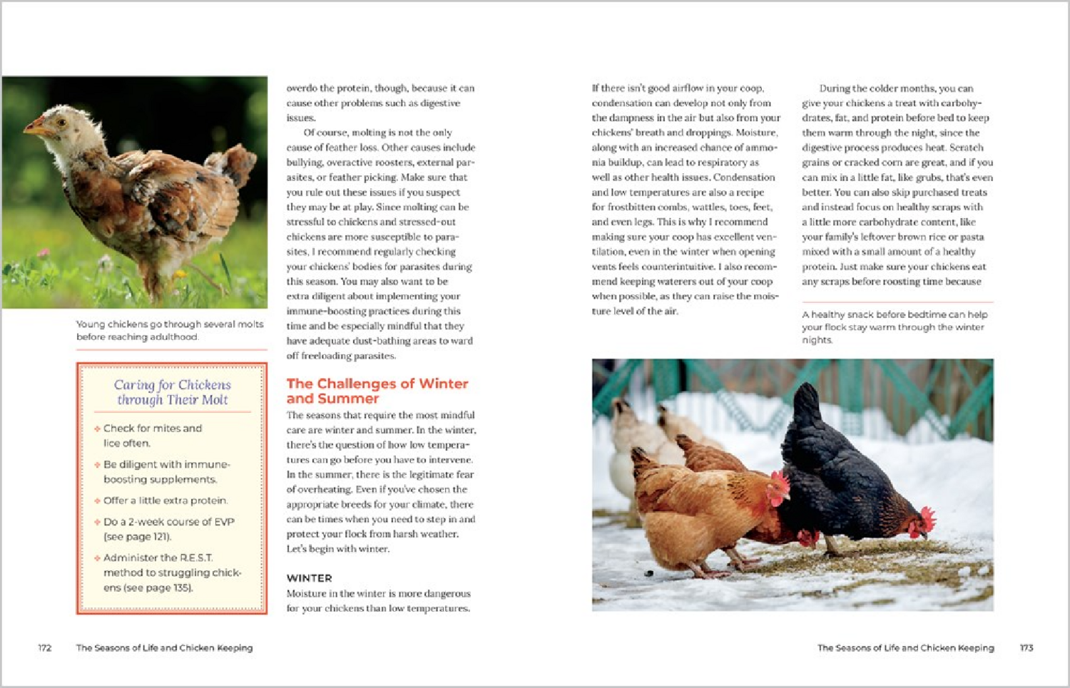 Let's All Keep Chickens