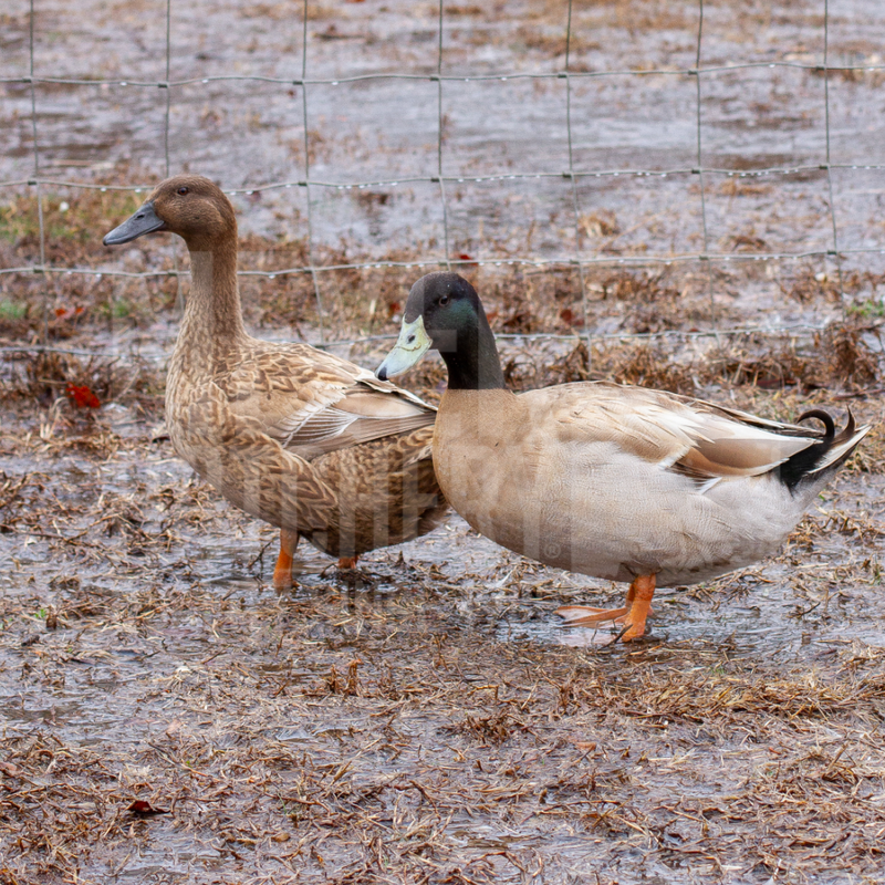 Khaki Campbell Duck Hatching Eggs