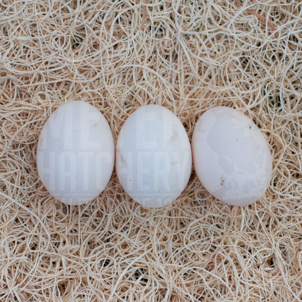 Khaki Campbell Duck Hatching Eggs