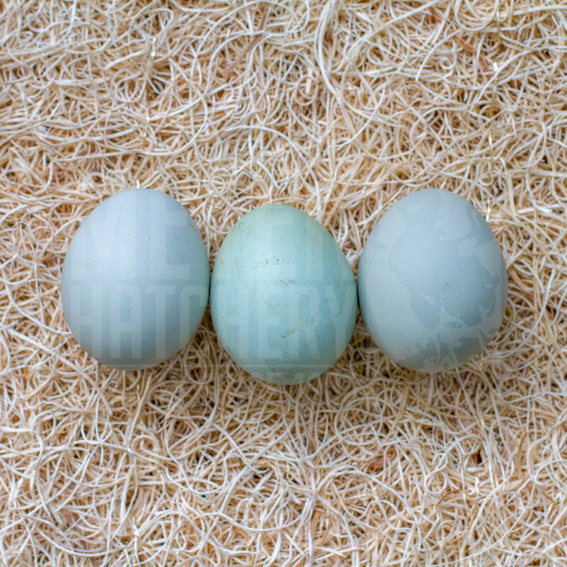 Blue Ameraucana Day Old Chicks