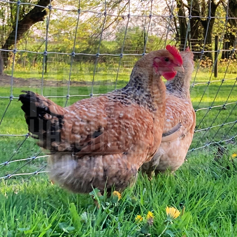 Sasso Broiler Day Old Chicks, Males Only - Ship Separate