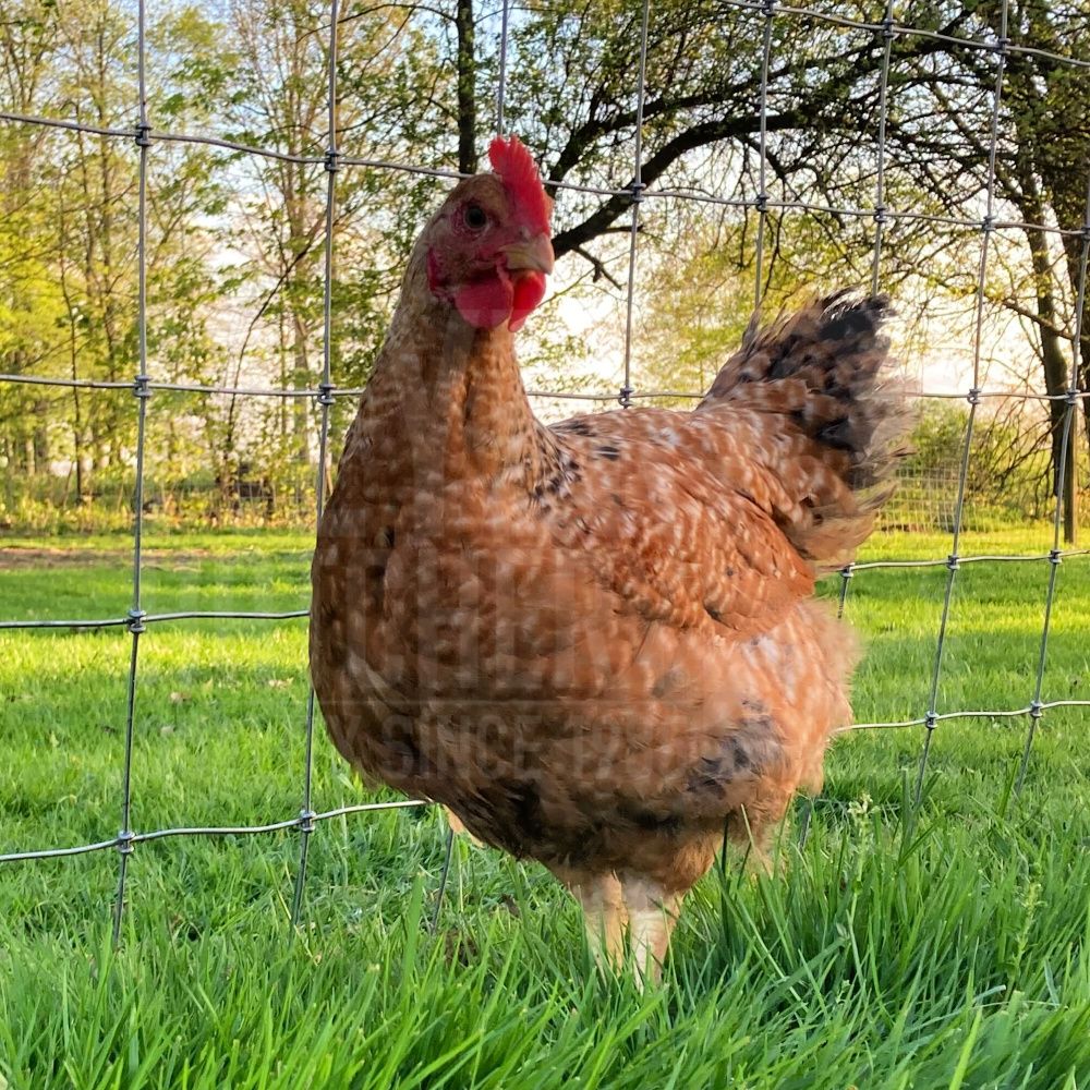 Sasso Broiler Day Old Chicks, Males Only - Ship Separate