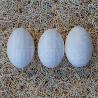 White Leghorn Hatching Eggs