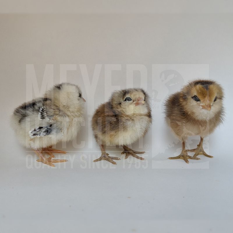 Easter Egger Bantam Hatching Eggs