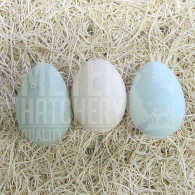Easter Egger Bantam Hatching Eggs