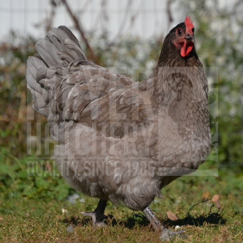 Blue (BBS) Orpington Hatching Eggs