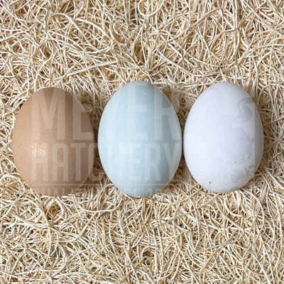 Green Queen Hatching Eggs