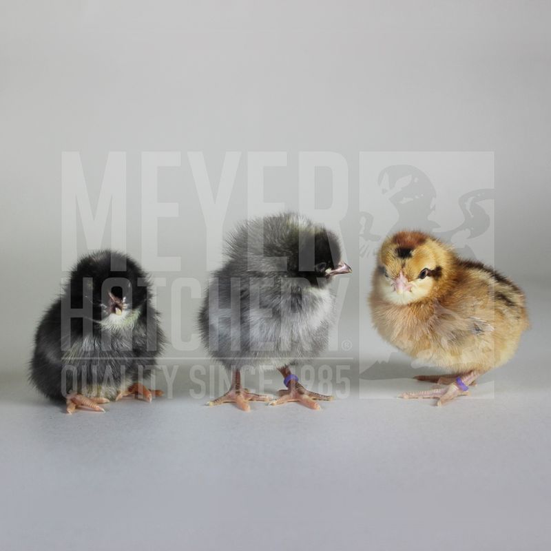 Olive Egger Hatching Eggs