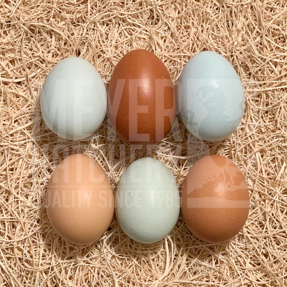 Olive Egger Hatching Eggs