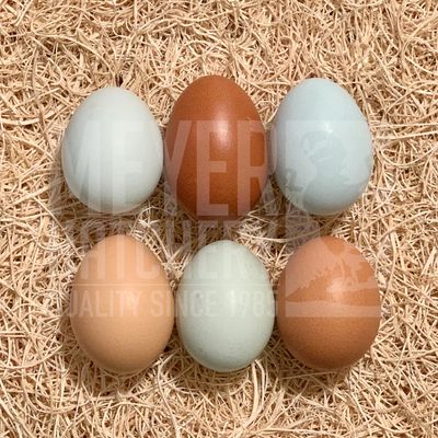 Olive Egger Hatching Eggs