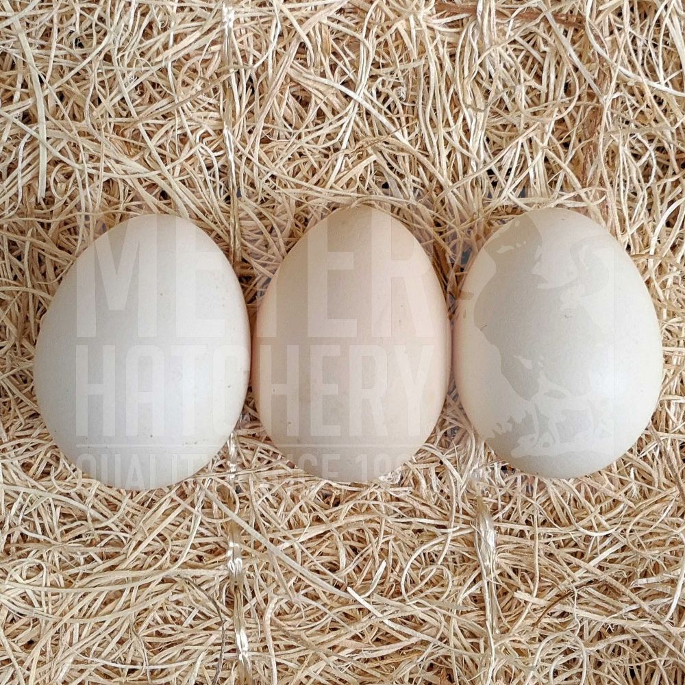 Assorted Bantam Hatching Eggs