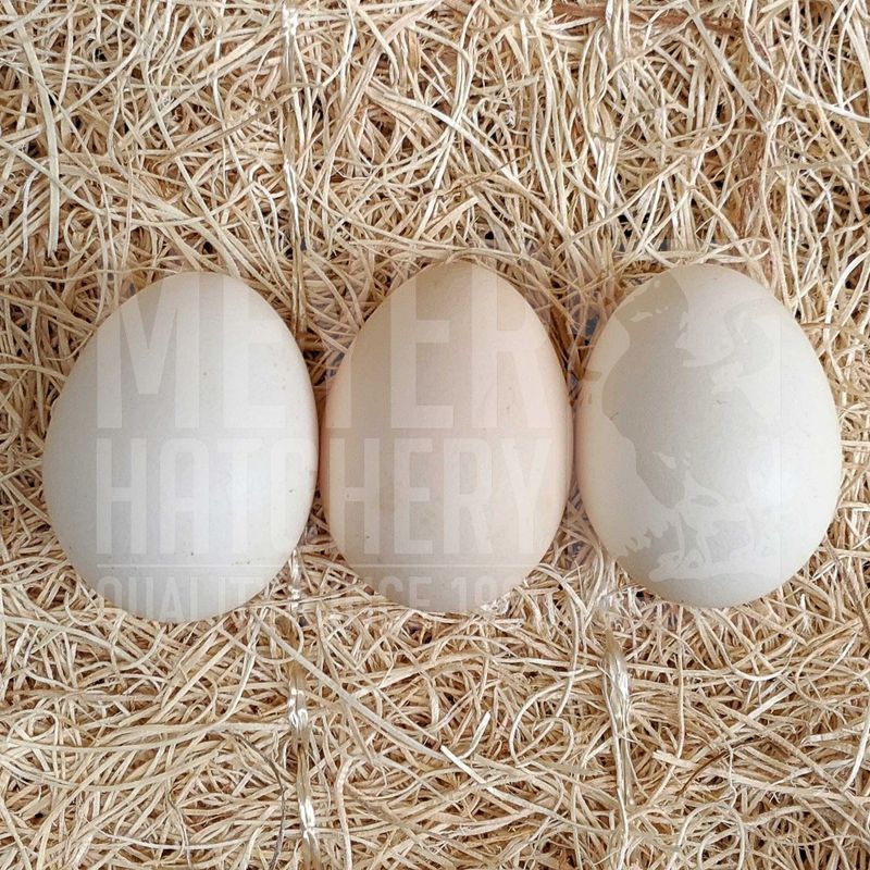 Assorted Bantam Hatching Eggs