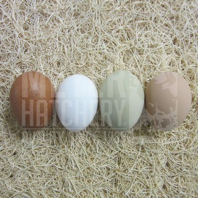 Assorted Chicken Hatching Eggs