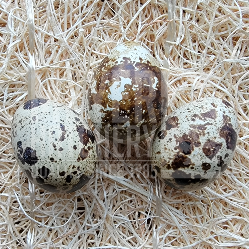 Feather Sexable Assorted Coturnix Quail Hatching Eggs