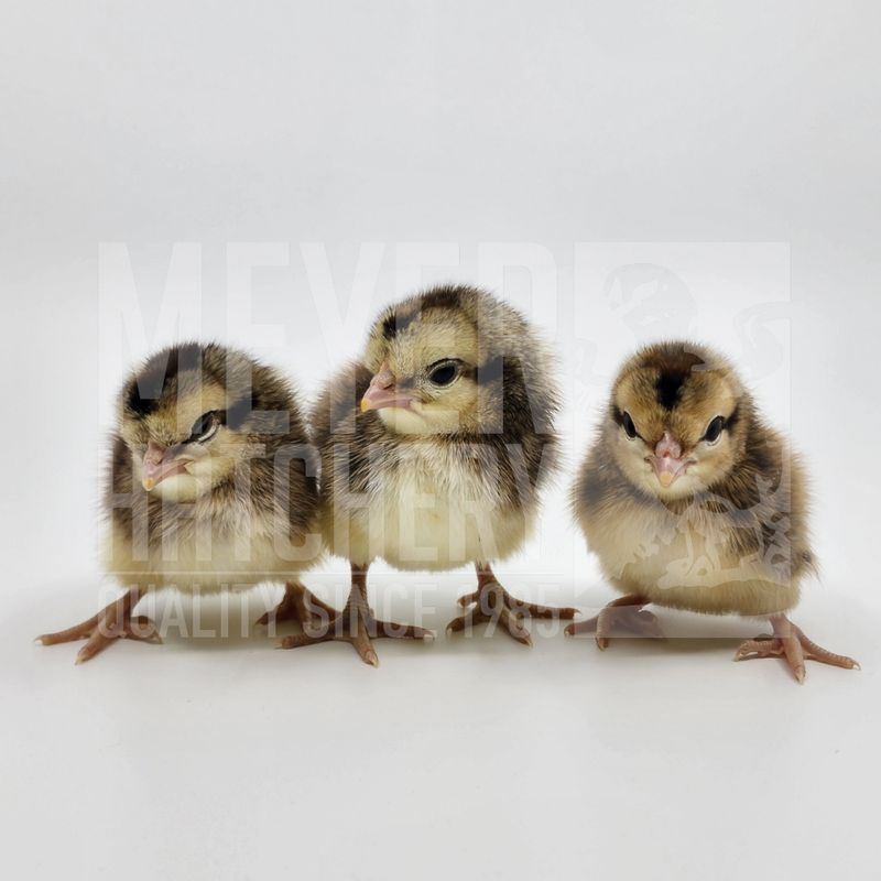Cream Legbar Hatching Eggs - Currently Unavailable