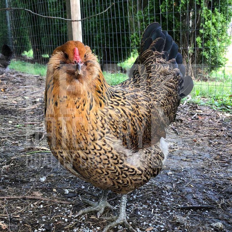 Easter Egger Hatching Eggs