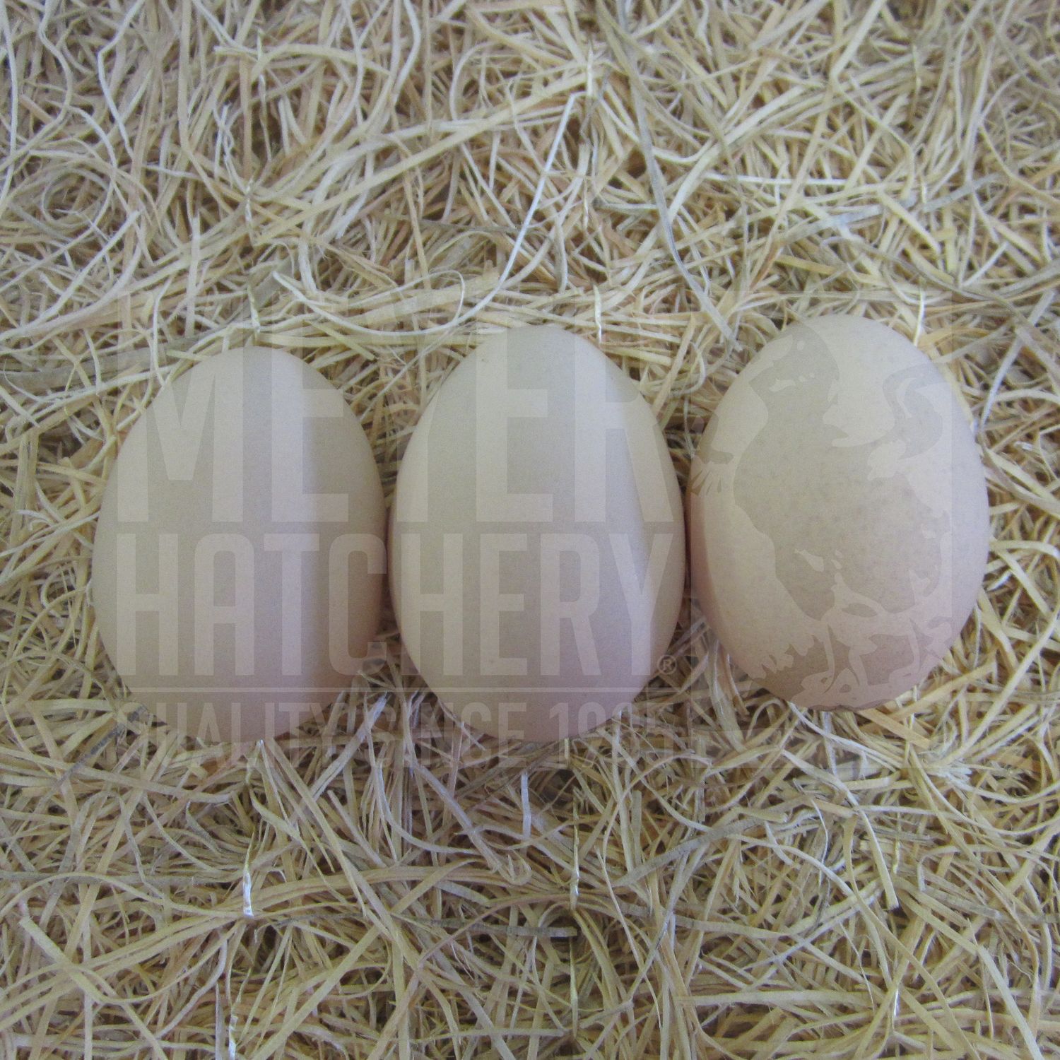 Lavender and Black Split to Lavender Orpington Hatching Eggs