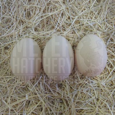 Lavender and Black Split to Lavender Orpington Hatching Eggs