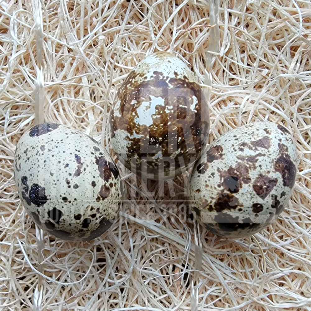 Assorted Coturnix Quail Hatching Eggs, Gender: Straight Run