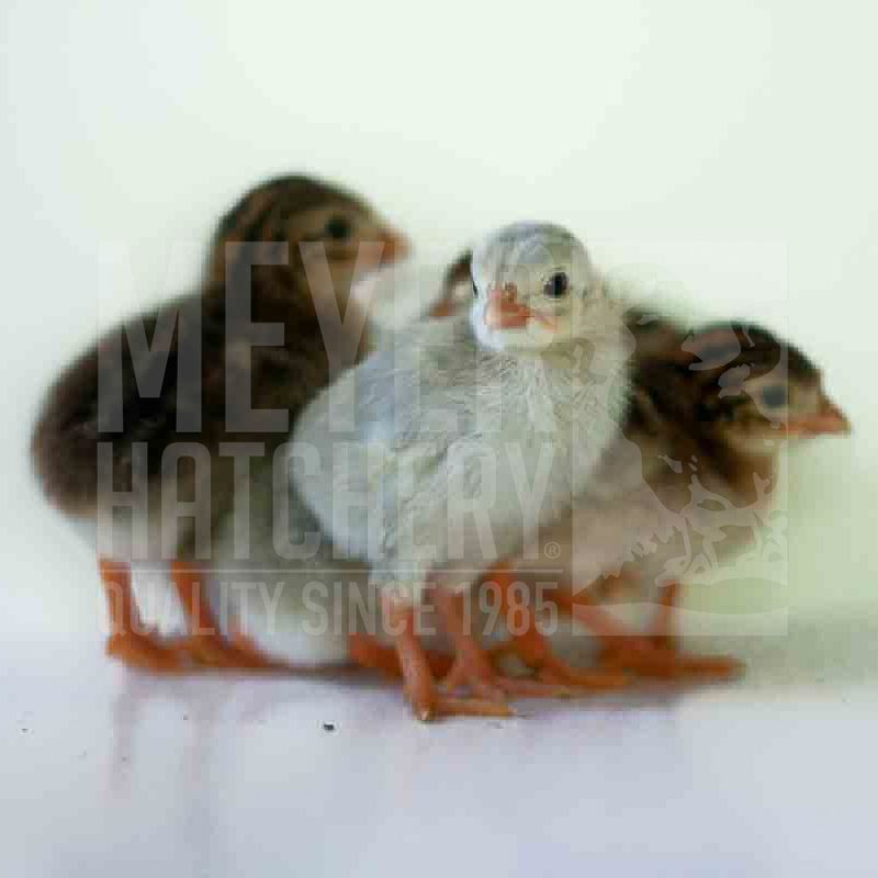 Assorted Fancy Guinea Hatching Eggs - Dozen