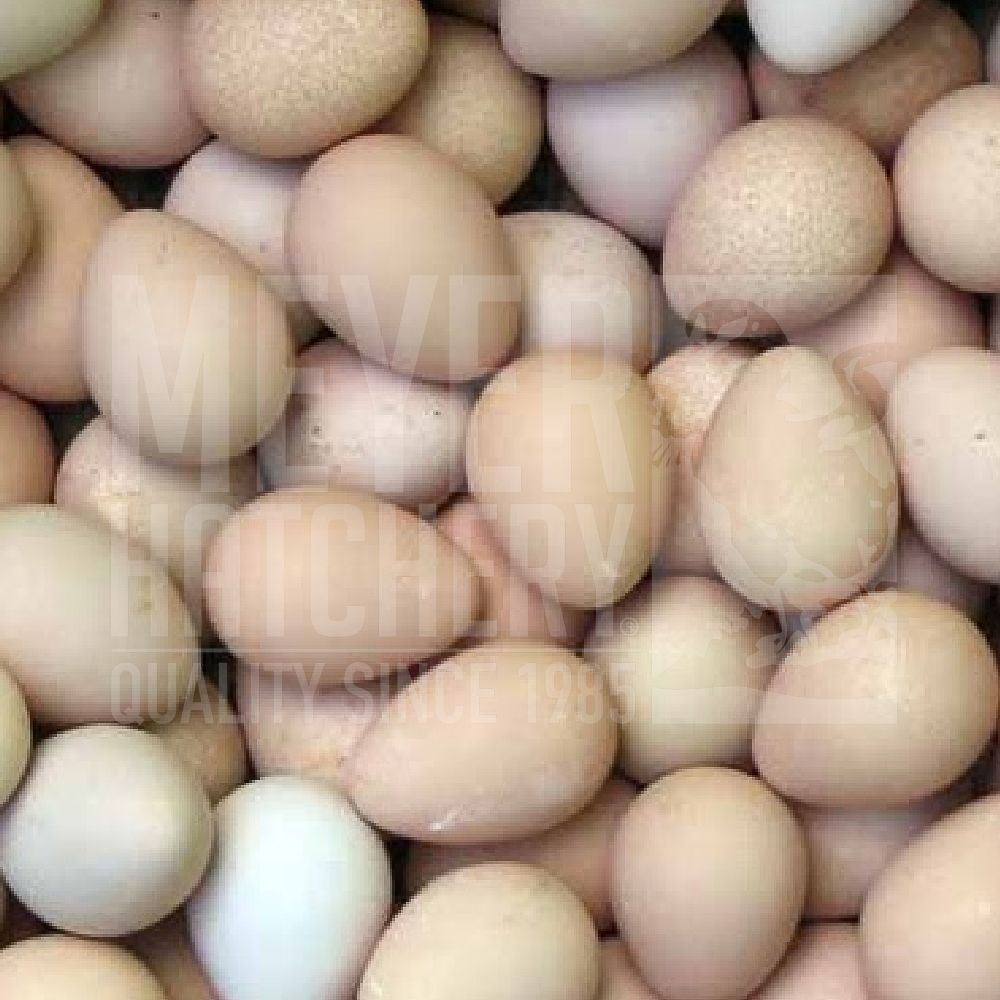 Assorted Rare Guinea Hatching Eggs - Dozen